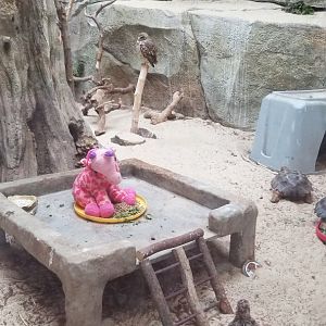 Elmwood Park - Trail of the Jaguar, montezuma quail, desert tortoise, burrowing owl (and scavenger rock)