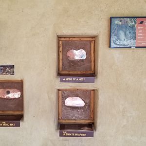 Elmwood Park - Trail of the Jaguar, Whitethroated Woodrat