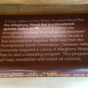 Elmwood Park - Trail of the Jaguar, Allegheny Woodrat info sign