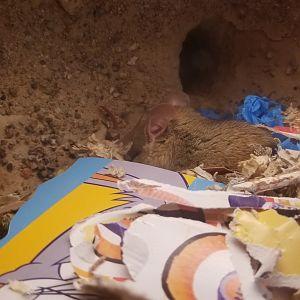 Elmwood Park - Trail of the Jaguar, Whitethroated Woodrat