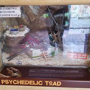 Elmwood Park - Trail of the Jaguar, Colorado river toad (with scavenger rock)