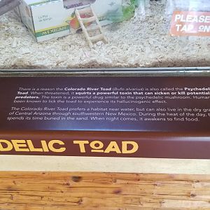 Elmwood Park - Trail of the Jaguar, Colorado river toad