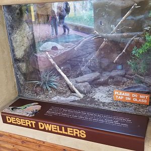 Elmwood Park - Trail of the Jaguar, Unsigned/unseen lizard?