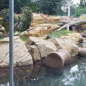 Elmwood Park - Trail of the Jaguar, Jaguar exhibit, find the cat :)