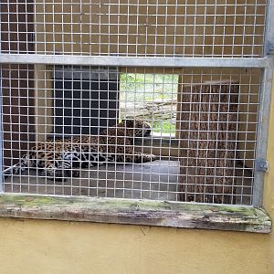 Elmwood Park - Trail of the Jaguar, Jaguar exhibit