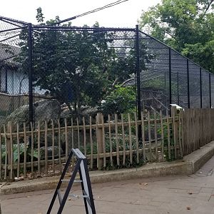 Elmwood Park - Red-tailed hawk