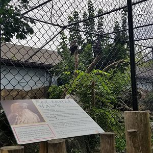 Elmwood Park - Red-tailed hawk