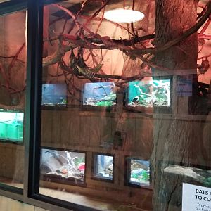 Elmwood Park - Straw-colored fruit bat