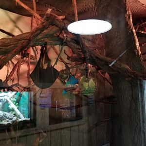 Elmwood Park - Straw-colored fruit bat