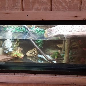 Elmwood Park - Unsigned turtles