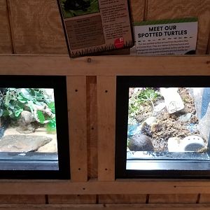 Elmwood Park - Spotted turtles