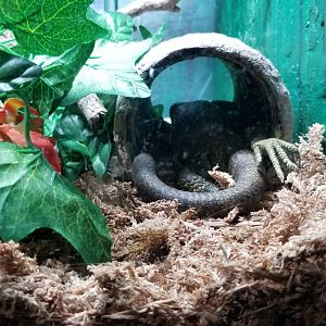 Elmwood Park - Prehensile-tailed skink