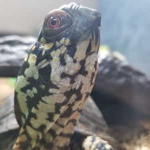 Elmwood Park - Eastern box turtle