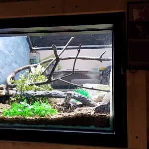 Elmwood Park - Eastern box turtle