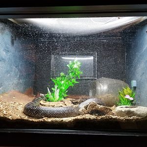 Elmwood Park - Black rat snake