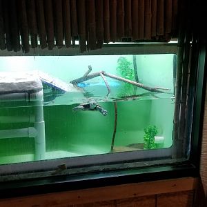 Elmwood Park - Diamondback terrapin