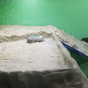 Elmwood Park - Diamondback terrapin scavenger rock