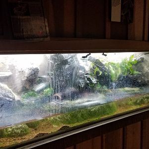 Elmwood Park - Borneo eared frog, red-eyed tree frog