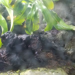 Elmwood Park - Red-eyed tree frog