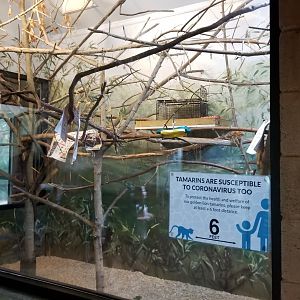 Elmwood Park - Golden lion tamarin