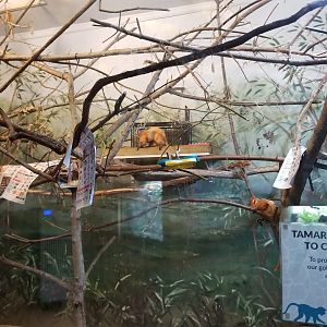 Elmwood Park - Golden lion tamarin