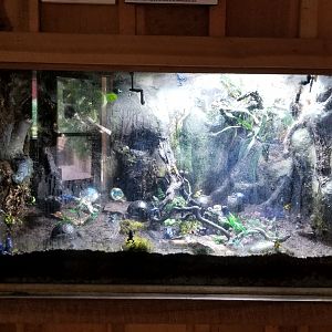 Elmwood Park - Poison dart frogs