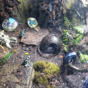 Elmwood Park - Poison dart frogs (and scavenger rock)