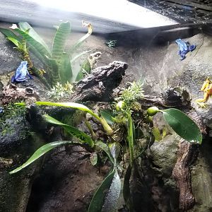 Elmwood Park - Poison dart frogs