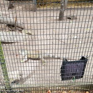 Elmwood Park - Saki, mara, iguana outdoor area