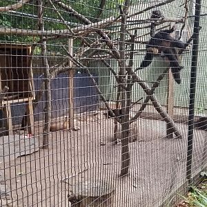 Elmwood Park - Saki, mara, iguana outdoor area