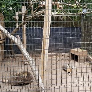 Elmwood Park - Saki, mara, iguana outdoor area