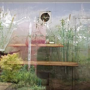 Elmwood Park - Red panda