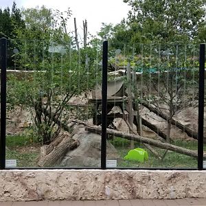 Elmwood Park - Red panda