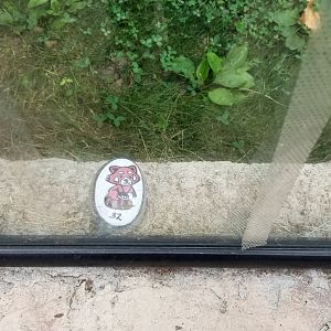 Elmwood Park - Red panda scavenger rock