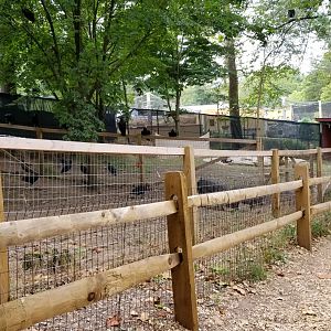 Elmwood Park - Peccaries, lots of vultures