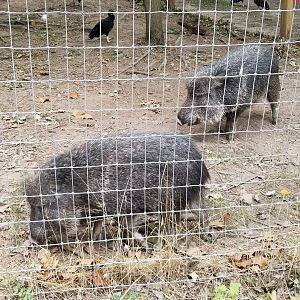 Elmwood Park - Chacoan peccaries