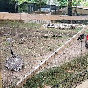 Elmwood Park - Birds