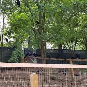 Elmwood Park - So many black vultures