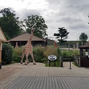 Elmwood Park - Giraffes and mountain zebra