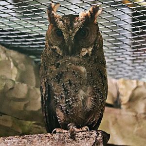 Philippine scops owl (Otus megalotis) - Paradieshalle