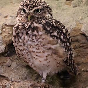 Burrowing owl (Athene cunicularia) - Paradieshalle