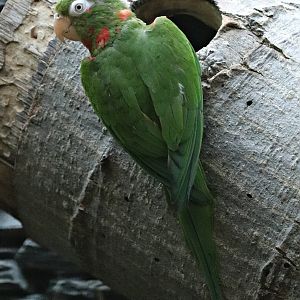 Cuban parakeet (Psittacara euops) - Parrot house