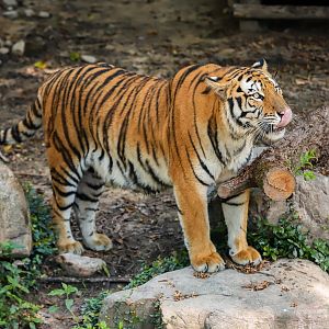 Siberian tiger