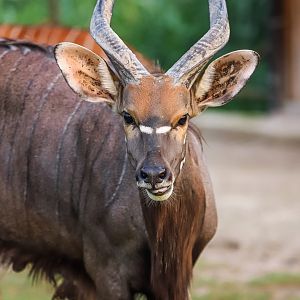 Nyala