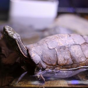 Four-eyed Turtle (Sacalia quadriocellata)