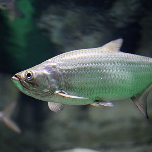 Southern Saratoga (Scleropages leichhardti)