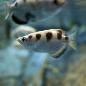 Banded Archerfish