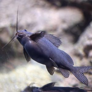Upside-down Catfish