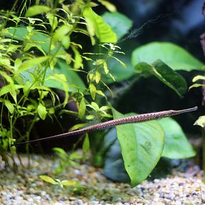 Freshwater Pipefish (Doryichthys deokhatoides)