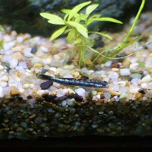 Cobalt Blue Goby (Stiphodon semoni)